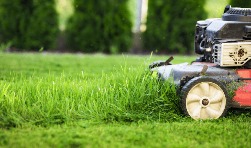 LAWN TRIMMING